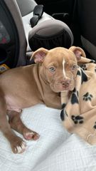 Pitbull American