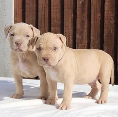 Pitbull American-thumb-1