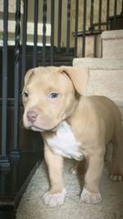 Pitbull American-thumb-2