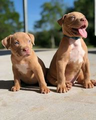 Pitbull American-thumb-3