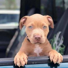 Pitbull American-thumb-4