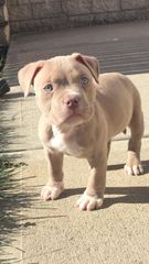 Pitbull American-thumb-5