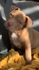 Pitbull American-thumb-6