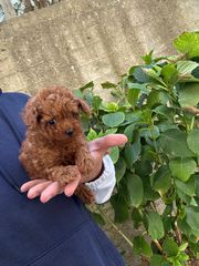 POODLE TEA CUP RED-thumb-1