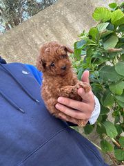 POODLE TEA CUP RED-thumb-3