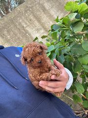 POODLE TEA CUP RED-thumb-4