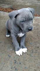 Pitbull blue-thumb-1