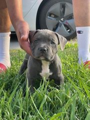 Pitbull blue-thumb-2