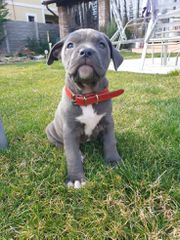 Pitbull blue-thumb-3