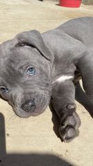Pitbull blue-thumb-4