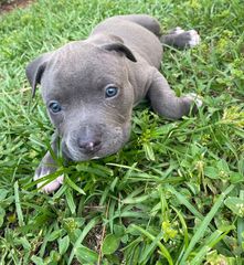 Pitbull blue-thumb-5
