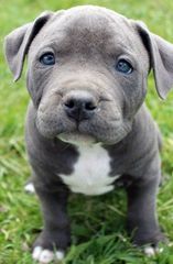 Pitbull blue-thumb-6