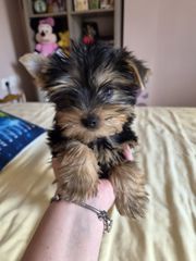 Yorkie-thumb-1