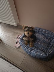 Yorkie-thumb-2