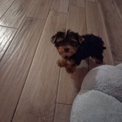 Yorkie-thumb-3