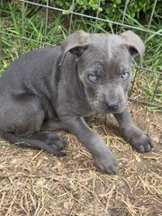 cane corso-thumb-1