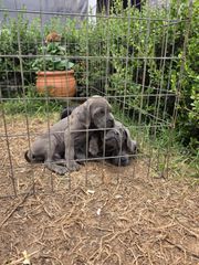 cane corso-thumb-2