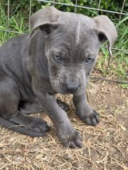 cane corso-thumb-3