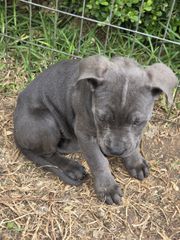 cane corso-thumb-4