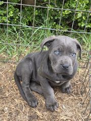 cane corso-thumb-5