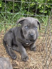cane corso-thumb-6