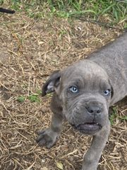 cane corso-thumb-7