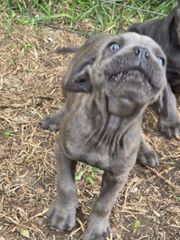 cane corso-thumb-8