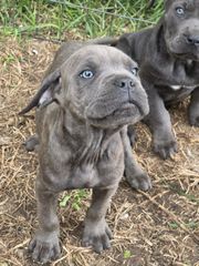 cane corso-thumb-9