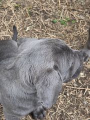 cane corso-thumb-10