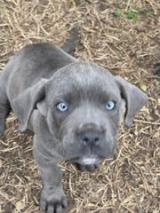 cane corso-thumb-11