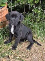 cane corso-thumb-12