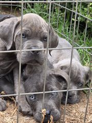 cane corso-thumb-13