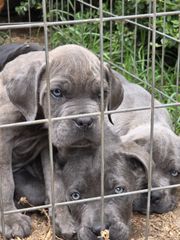 cane corso-thumb-14