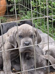 cane corso-thumb-15