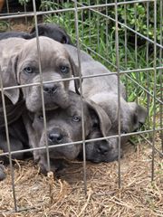 cane corso-thumb-16