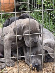 cane corso-thumb-17