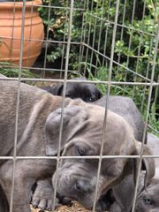 cane corso-thumb-18