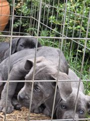 cane corso-thumb-19