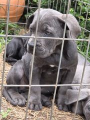 cane corso-thumb-20