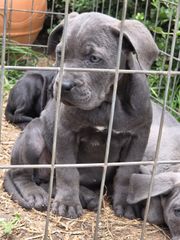 cane corso-thumb-21