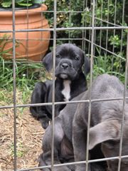 cane corso-thumb-22