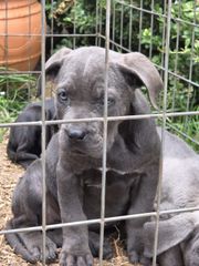 cane corso-thumb-23
