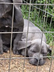 cane corso-thumb-24