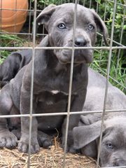 cane corso-thumb-25