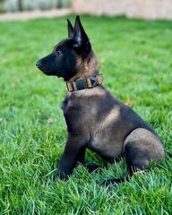 Malinoua k9-thumb-1