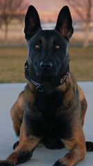 Malinoua k9-thumb-4