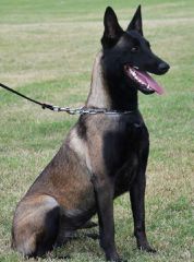 Malinoua k9-thumb-5