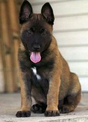 Malinoua k9-thumb-6