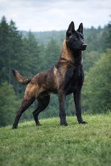 Malinoua k9-thumb-7
