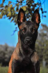 Malinoua k9-thumb-8